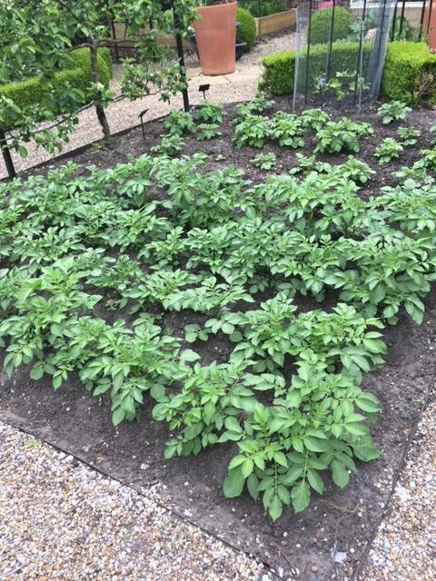 bed of potatoes